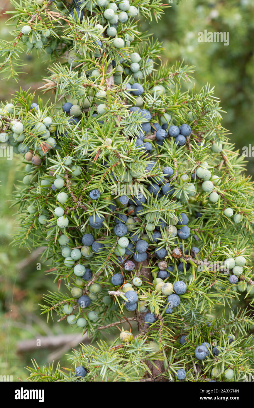 Wacholder, Juniperus communis, Zweig voll, Levin, Sussex, UK, August, Stockfoto