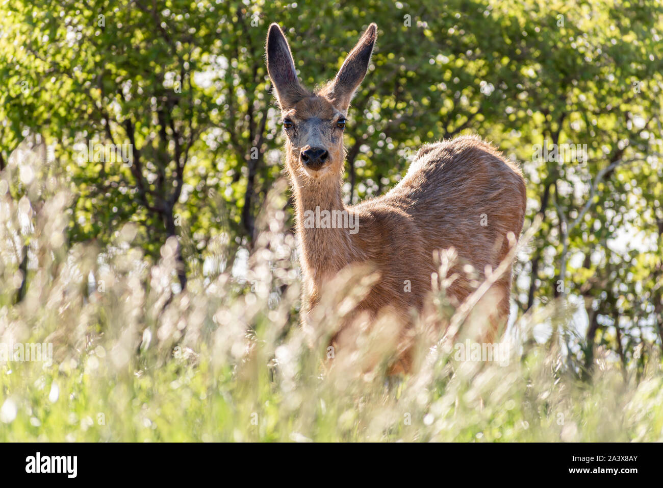 Ein neugieriger Hirsch allein auf der Saddle Mountain Wilderness zu Kaibab National Forest, Arizona. Stockfoto