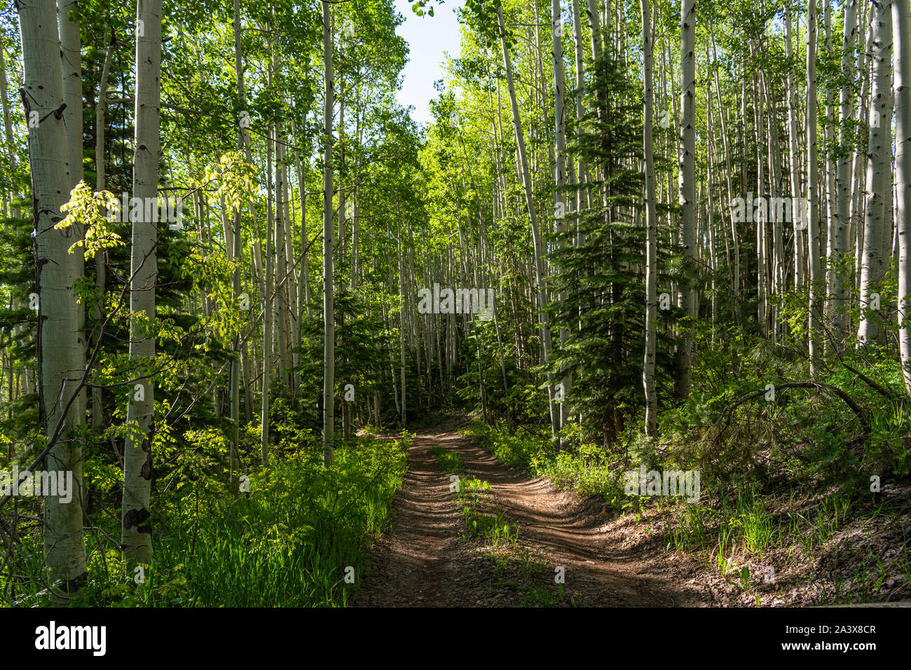 Verlassenen Wald Straße bei Saddle Mountain Wilderness, Kaibab National Forest, Arizona. Stockfoto