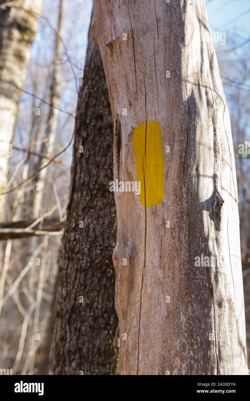 Gelbe Weg auf einem toten Baum entlang der Mt Tecumseh Trail in Waterville Valley, New Hampshire gemalt. Stockfoto