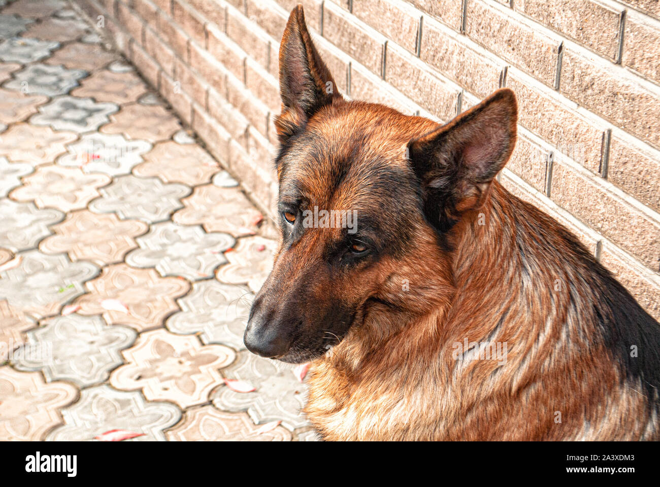 Männliche Deutsche Schäferhund close-up in einem privaten ...