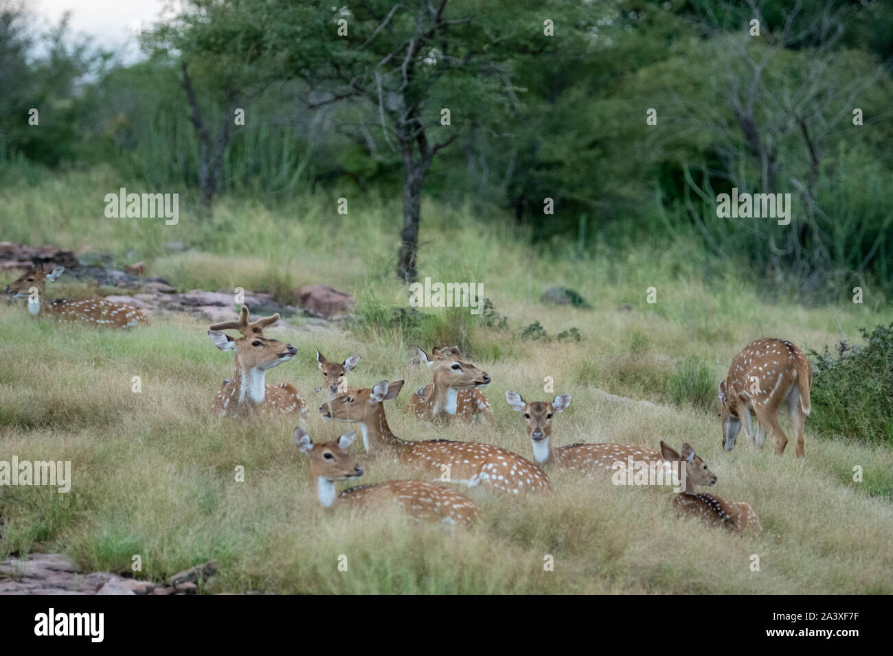 Spotted Deer Chital oder Cheetal oder Chital Reh oder Hirsch oder Achse Achse Achse Geweih in der Gruppe in der wunderschönen grünen Gras im Ranthambore Nationalpark Indien Stockfoto