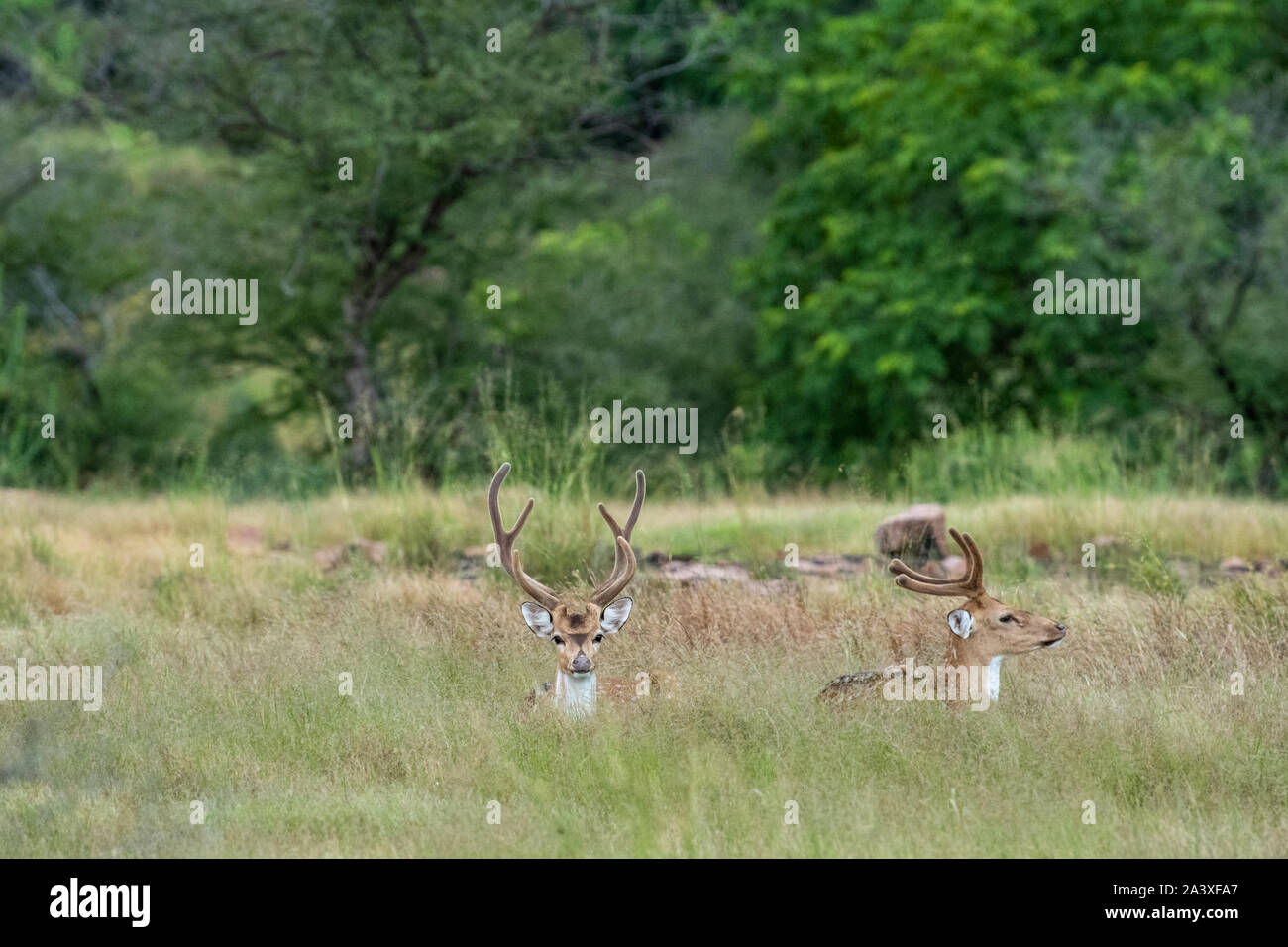 Spotted Deer Chital oder Cheetal oder Chital Reh oder Hirsch oder Achse Achse Achse Geweih in der Gruppe in der wunderschönen grünen Gras im Ranthambore Nationalpark Indien Stockfoto