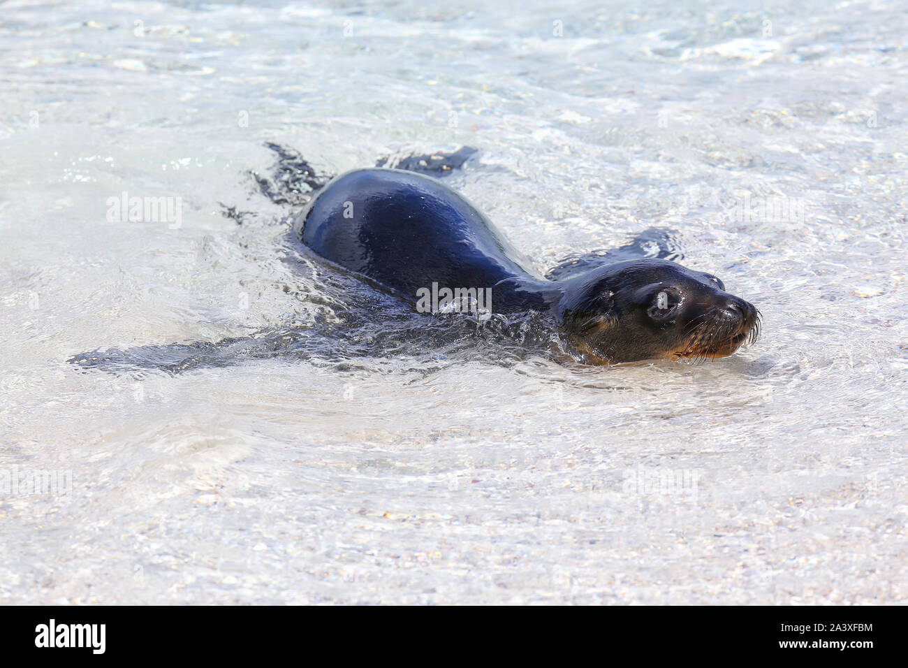 Galapagos sea lion spielen im Wasser am Espanola Island, Galapagos, Ecuador. Diese seelöwen ausschließlich Rasse auf Galapagos. Stockfoto