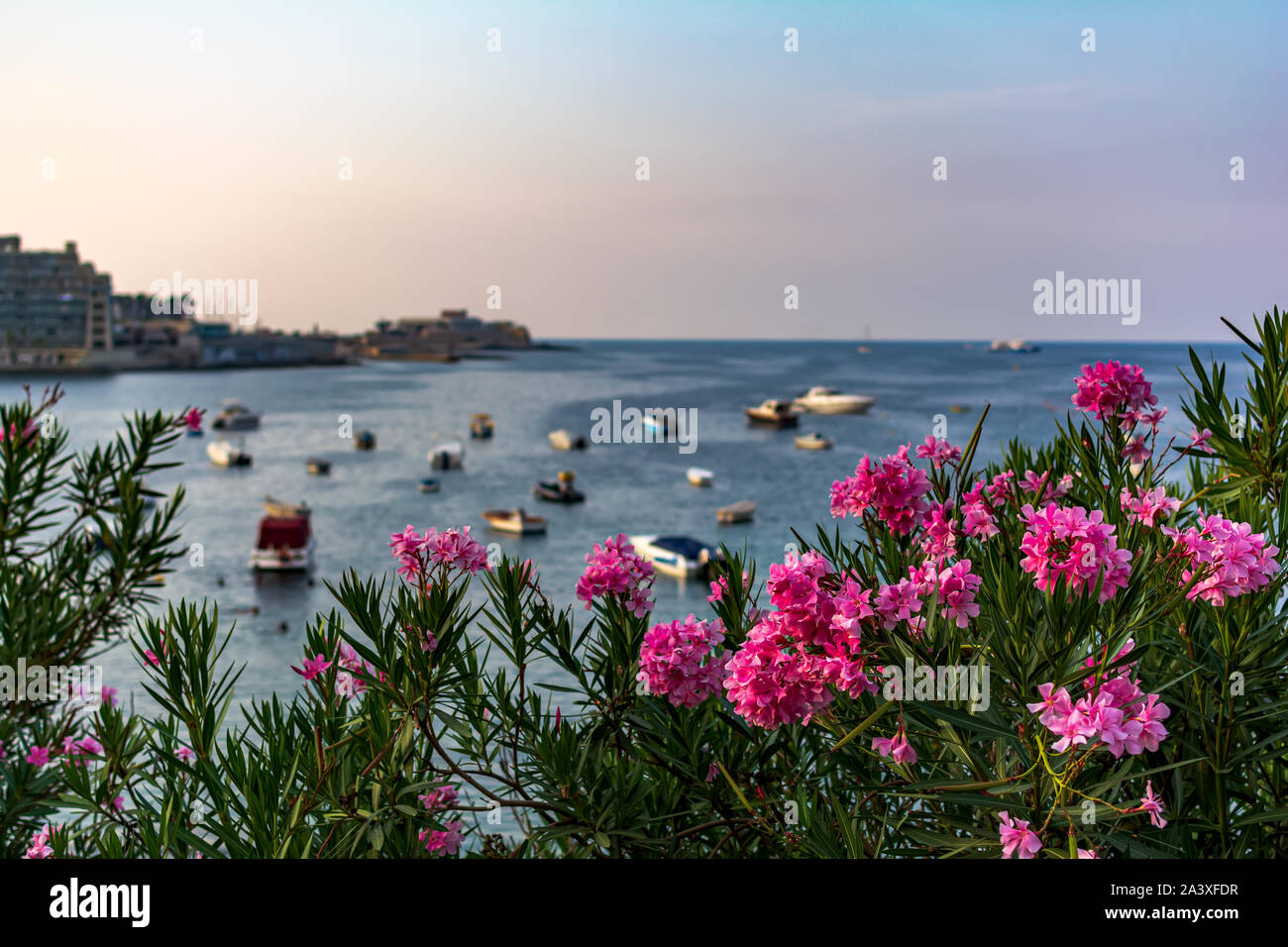 Pulsierende rosa Nerium oleander Blumen mit unscharfen Boote und Yachten in Maltas Balluta Bucht im Hintergrund geparkt. Helle natürliche Blume Karte. Stockfoto