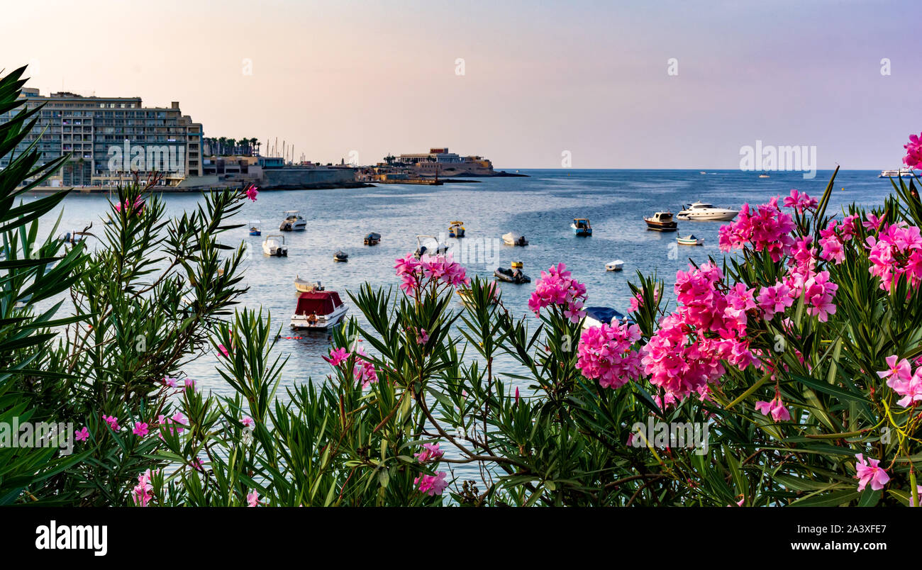 Pulsierende rosa Nerium oleander Blumen gegen Boote und Yachten in Maltas Balluta Bucht geparkt. Hellen natürlichen Blumen und Landschaft Karte. Stockfoto