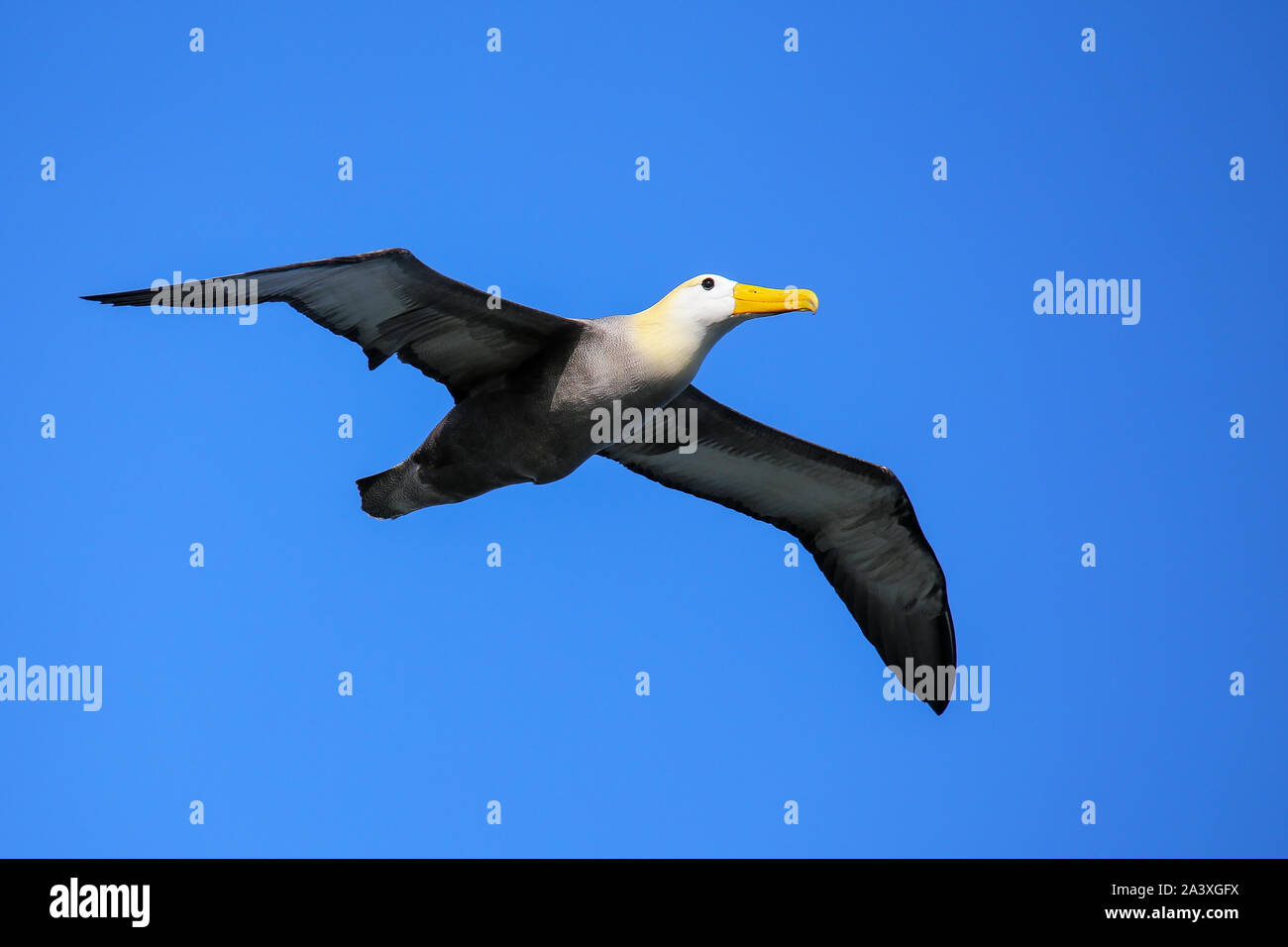 (Phoebastria irrorata winkte Albatross) im Flug am Espanola Island, Galapagos, Ecuador. Die winkte Albatross Rassen vor allem auf Espanol Stockfoto