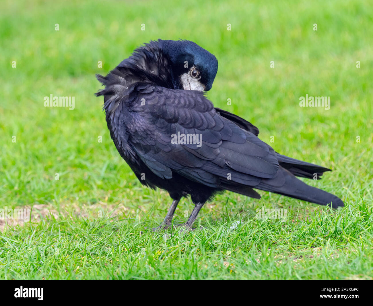 Saatkrähe Corvus frugilegus Putzen auf Küsten Feld Norfolk Stockfoto