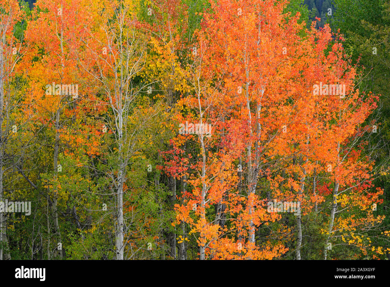 Aspen Bäume im Herbst Farbe, Grand Teton National Park, Wyoming. Stockfoto