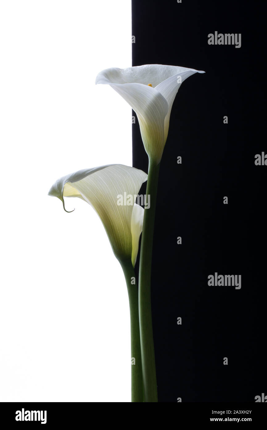 Arum Lily gegen einen Schwarzen und weißen Hintergrund Stockfoto