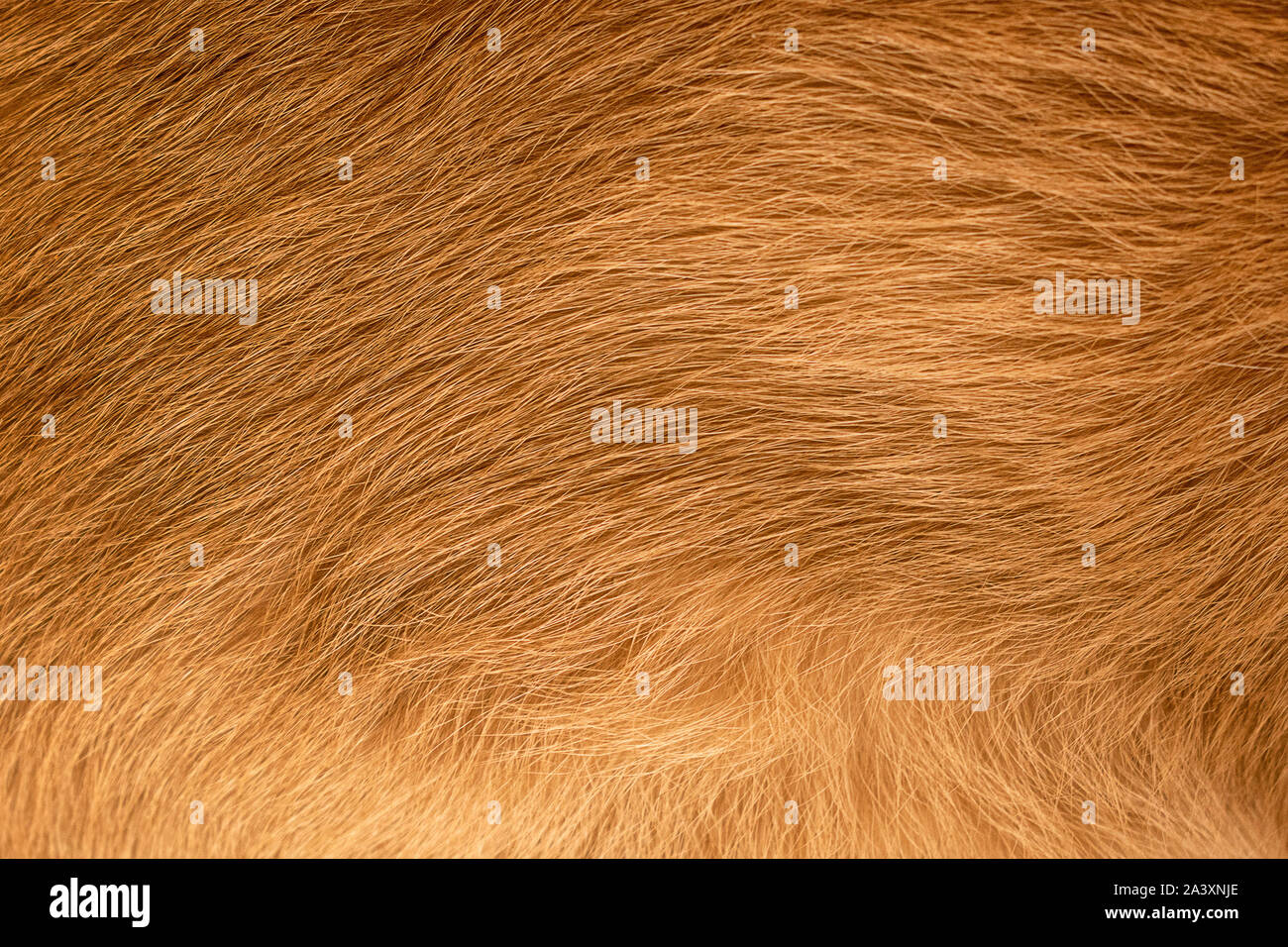 Braune Katze Fell Textur closeup Makro Stockfoto