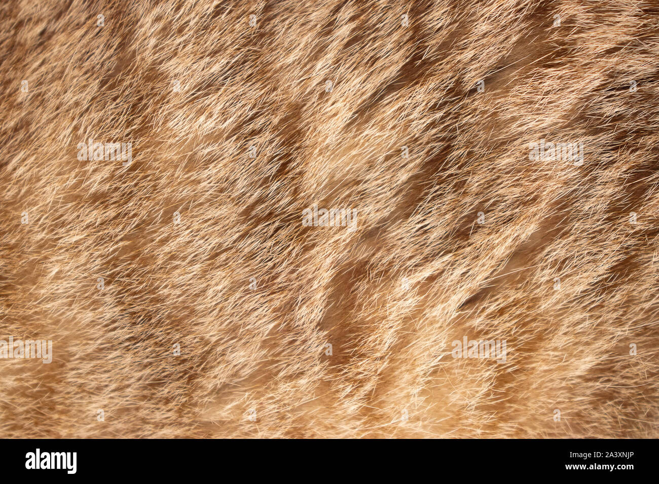 Braune Katze Fell Textur closeup Makro Stockfoto