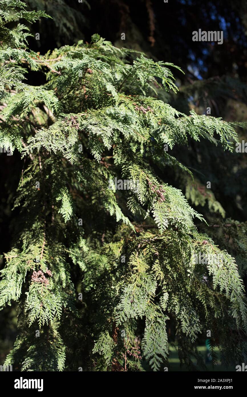 Chamaecyparis lawsoniana - Port Orford Zeder, aus der Nähe. Stockfoto