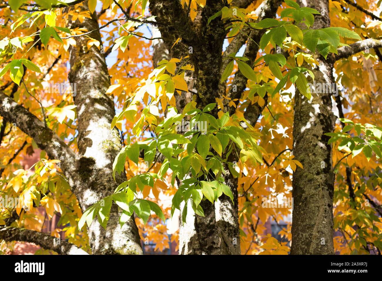 Aesculus flava - das gelbe Rosskastanie Baum. Stockfoto