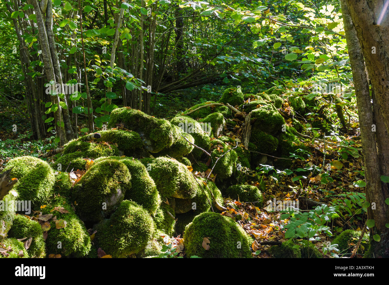 Sunlit Moos bedeckt alte Steinmauer in einem grünen Wald Stockfoto