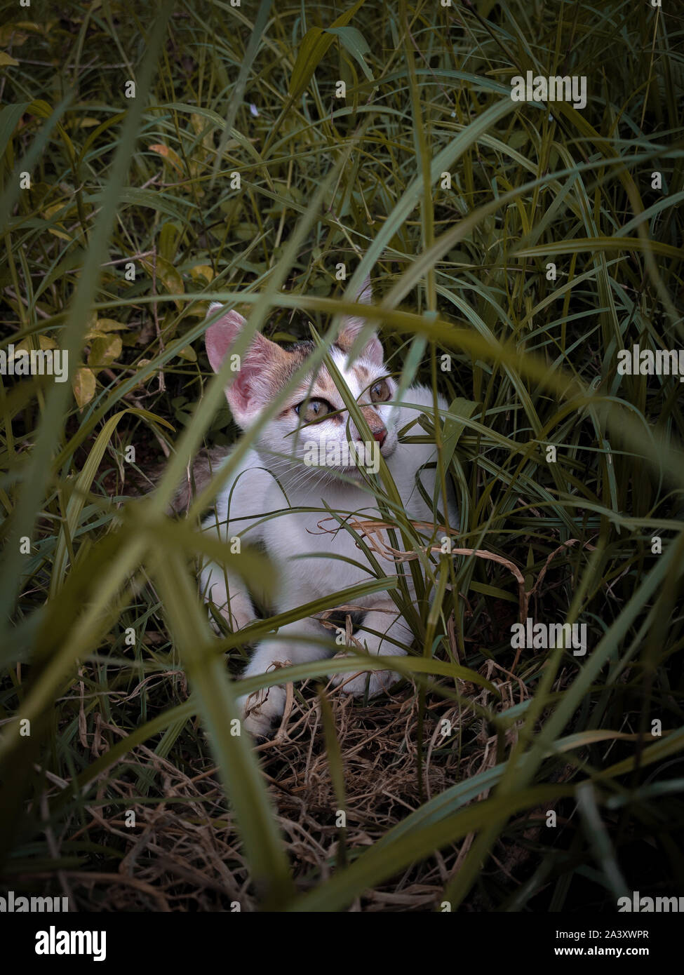 Katze im Gras Stockfoto