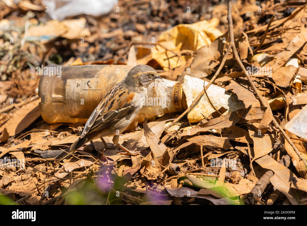 Nanyuki, Laikipia County, Kenia - 20. Juni 2019: Foto von einem weiblichen Kastanie Weaver (Ploceus rubiginosus) Vogelarten sammeln Nestmaterial auf g Stockfoto