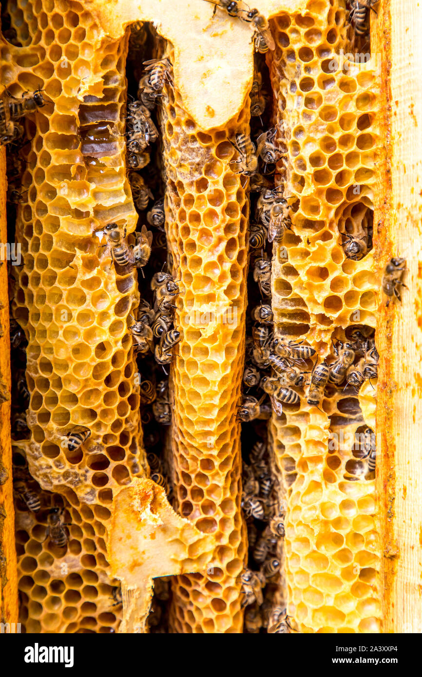 Bienen auf Wabe in einem Bienenstock, ausgesetzt sind, Stockfoto