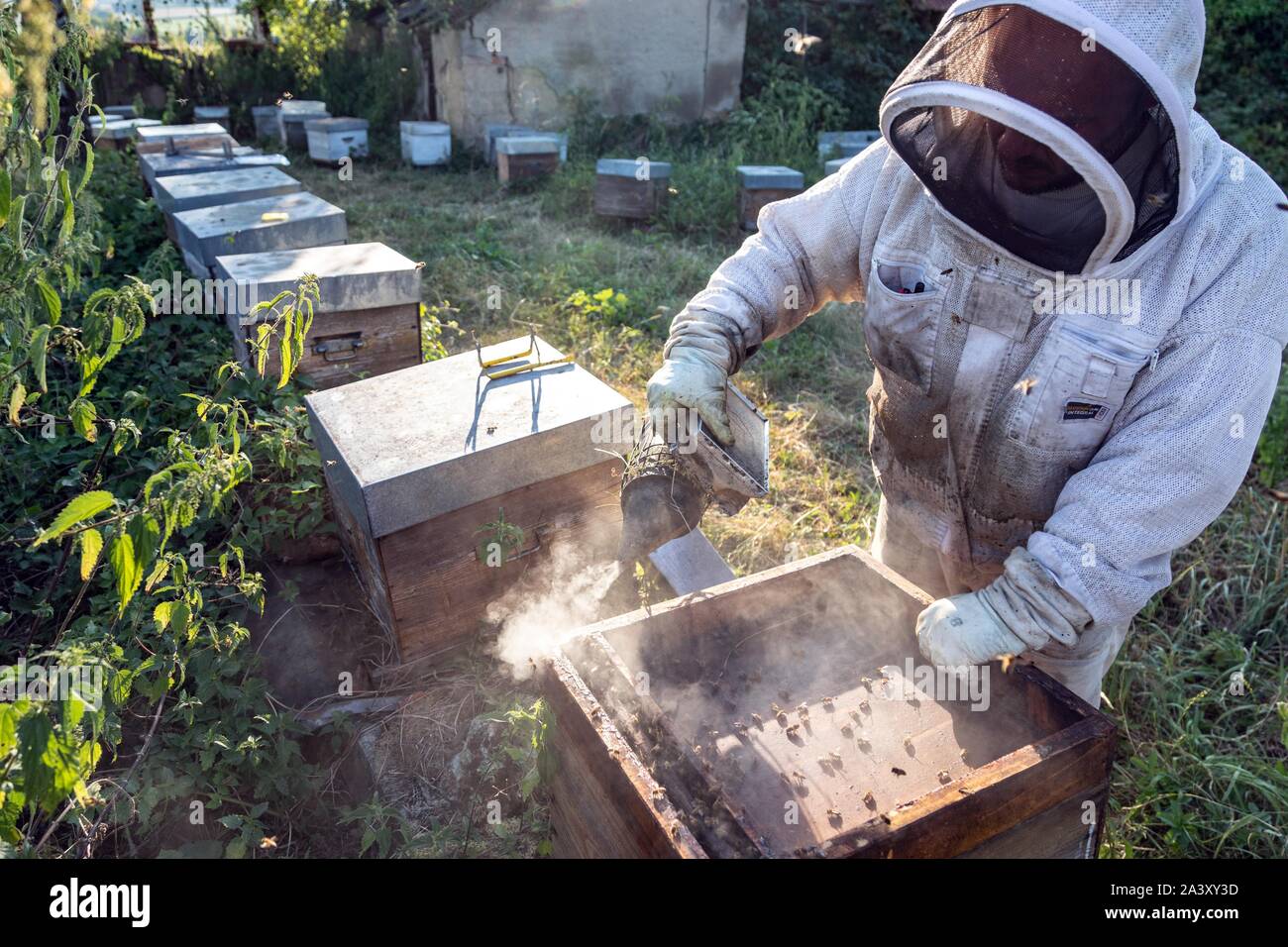Imker MIT SEINEM RAUCHER IN DER MITTE DES FRAMES und Bienen, ÜBERPRÜFUNG DER BRUT UND DIE KÖNIGIN, die Arbeit mit den Hives, Burgund, Frankreich Stockfoto