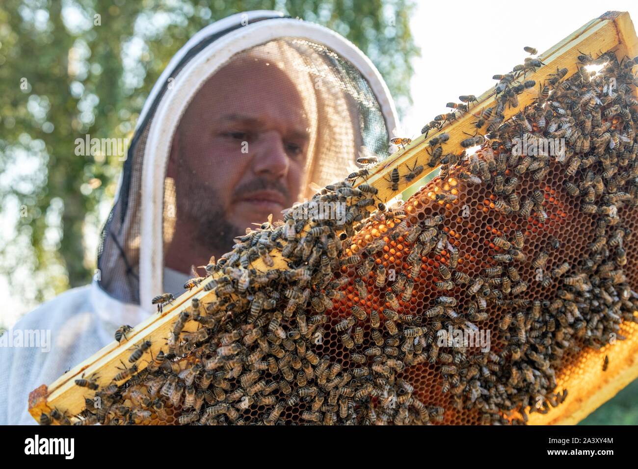 Imker mit seinen Honig FRAMES VOLLER BIENEN, ÜBERPRÜFUNG DER BRUT UND DIE KÖNIGIN, die Arbeit mit den Hives, Burgund, Frankreich Stockfoto