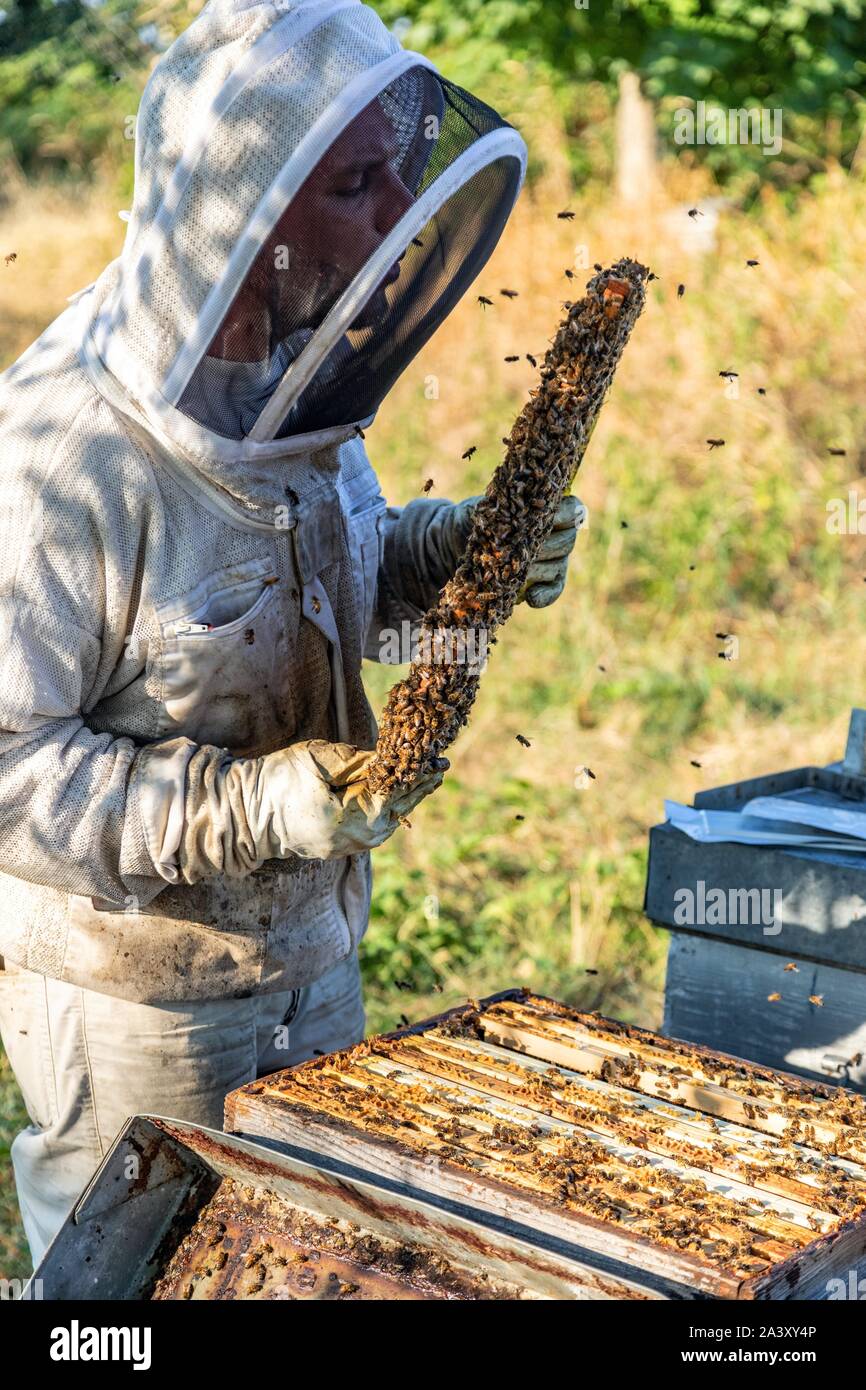 Imker mit seinen Honig FRAMES VOLLER BIENEN, ÜBERPRÜFUNG DER BRUT UND DIE KÖNIGIN, die Arbeit mit den Hives, Burgund, Frankreich Stockfoto