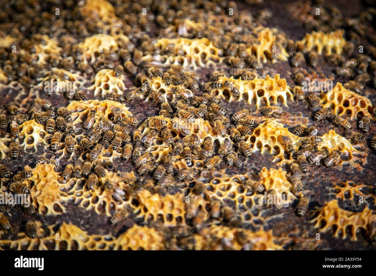 Bienen ARBEITEN IN DER BIENENSTÖCKE, der BAU DER WACHS ZELLEN FÜR DEN HONIG UND DIE Brut, Burgund, Frankreich Stockfoto