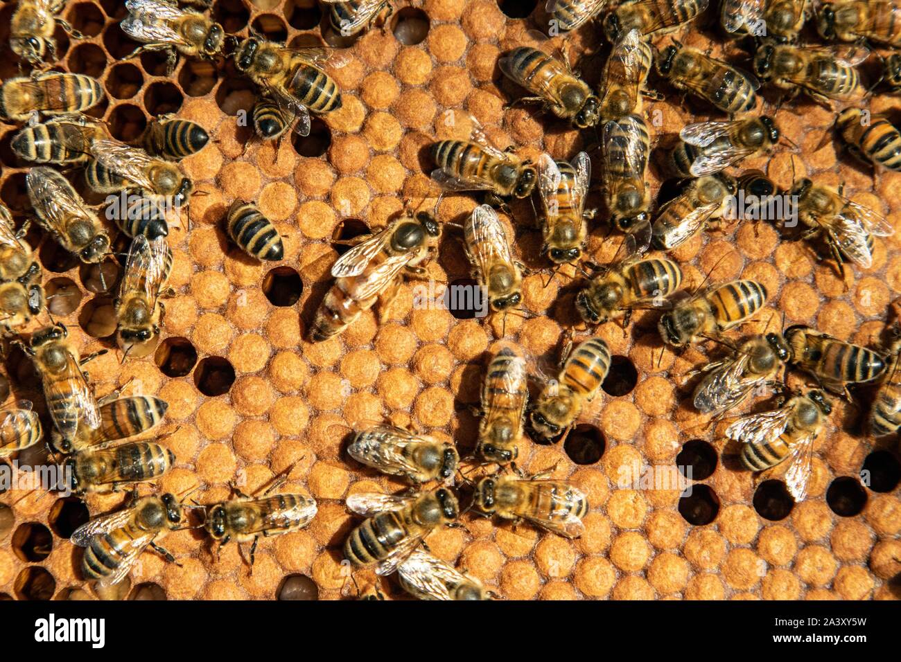 Die KÖNIGIN AUF EINE BRUT FRAME IN DER MITTE IHRER Kolonie, ARBEITEN MIT BIENENSTÖCKEN, Burgund, Frankreich Stockfoto