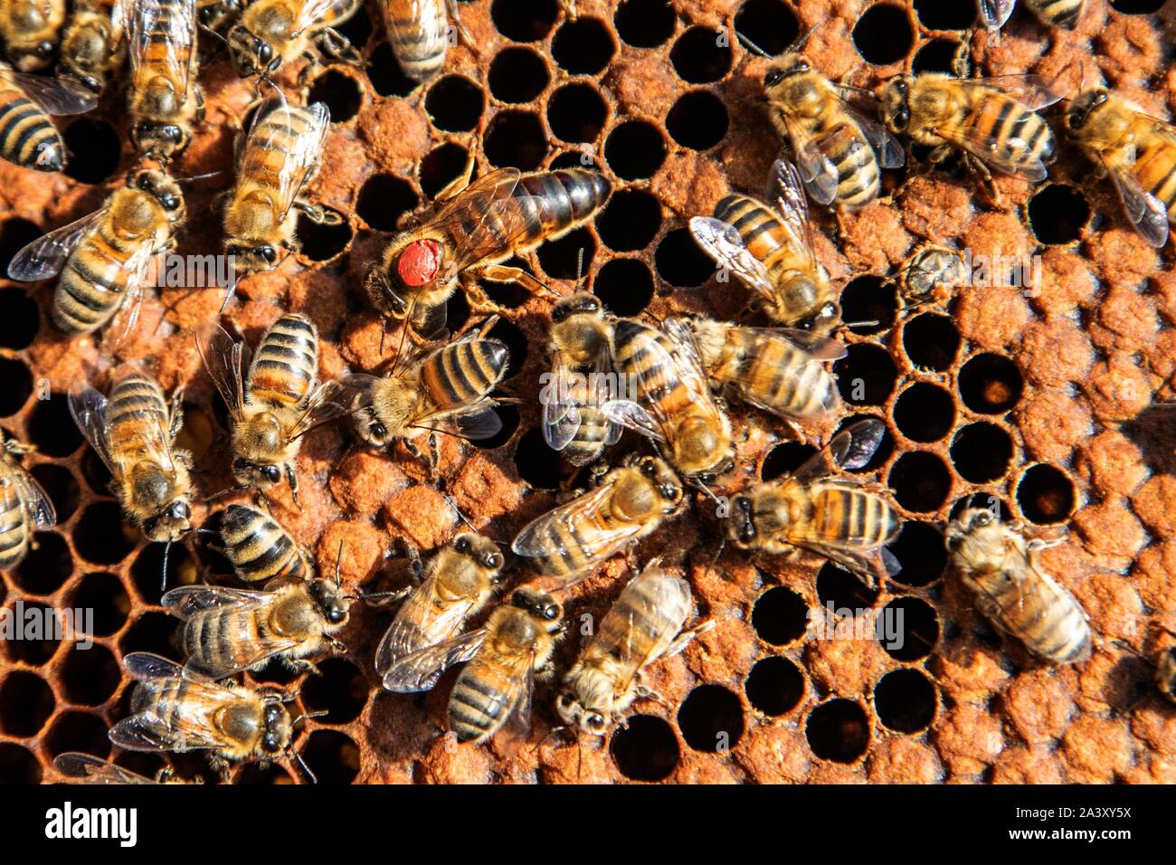 Die KÖNIGIN AUF EINE BRUT FRAME IN DER MITTE IHRER Kolonie, ARBEITEN MIT BIENENSTÖCKEN, Burgund, Frankreich Stockfoto
