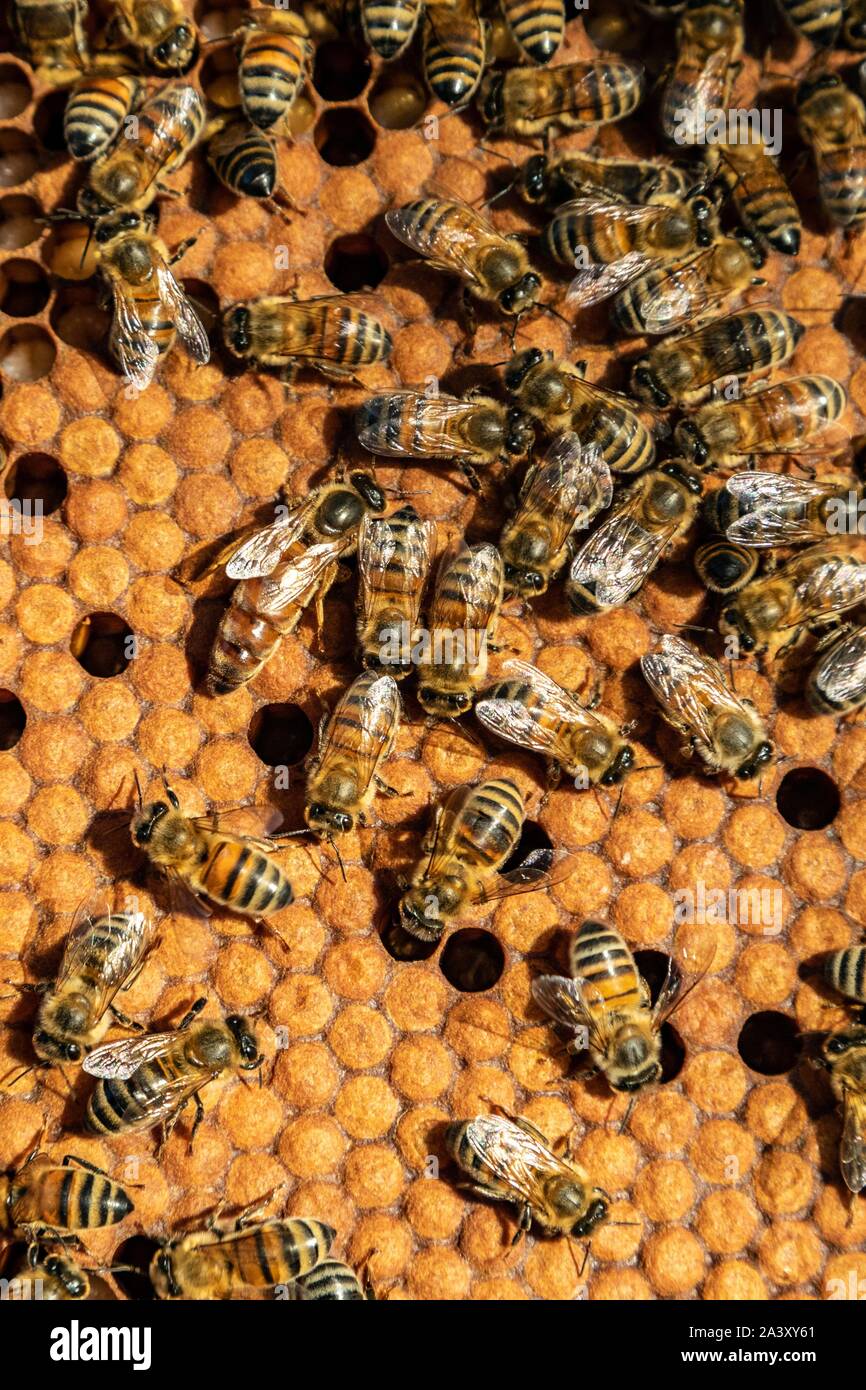 Die KÖNIGIN AUF EINE BRUT FRAME IN DER MITTE IHRER Kolonie, ARBEITEN MIT BIENENSTÖCKEN, Burgund, Frankreich Stockfoto