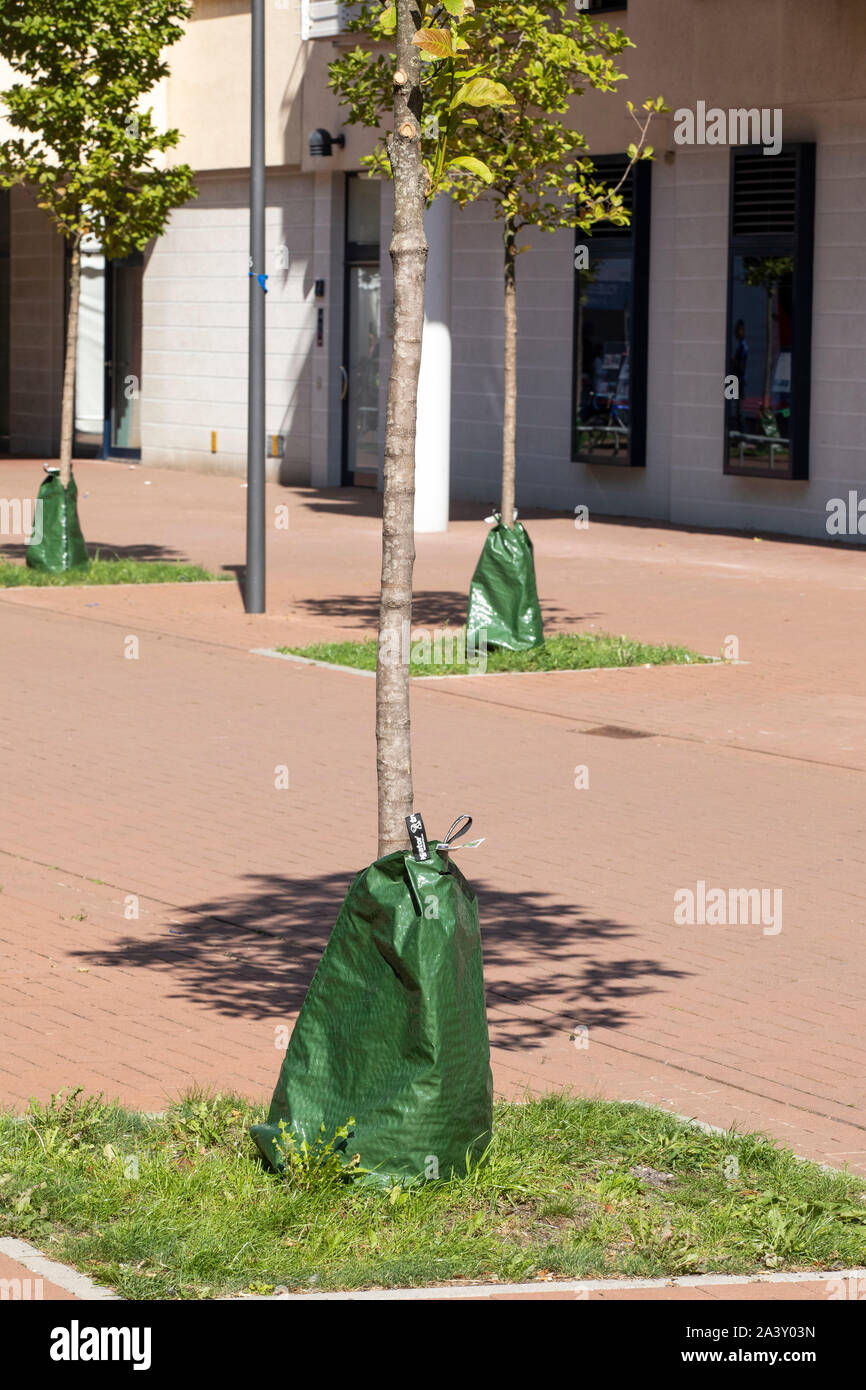 Bewässerung Taschen, Wasser, Bäume in Betten oder Straße Bäume zu liefern, während der Regen Perioden, Dürre, Stockfoto