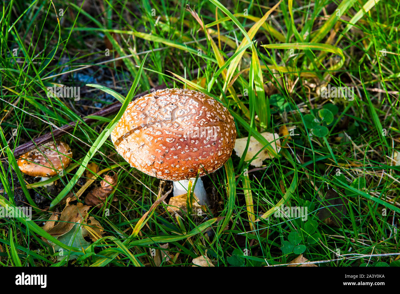 Ein Pilz, Eidfjord, Norwegen. Stockfoto