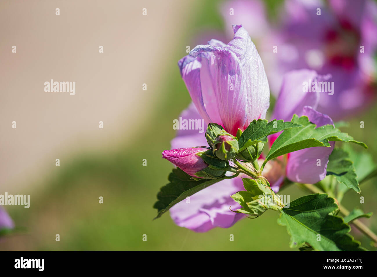 Althea knospen Fotos und Bildmaterial in hoher Auflösung Alamy