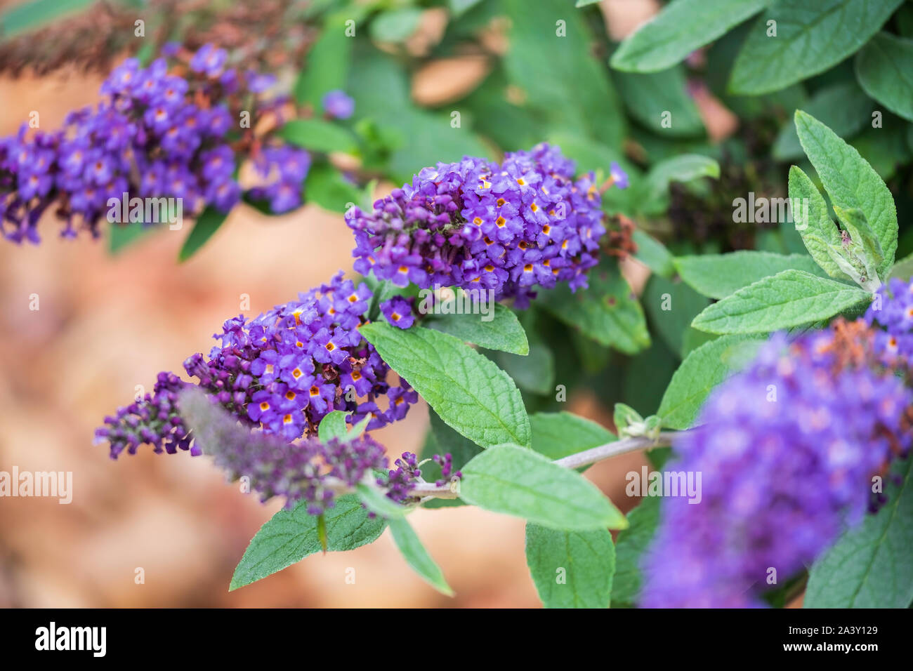 Lila Blüten von einem Schmetterling Bush, Buddleja davidii 'Pugster Blau' in Kansas, USA. Stockfoto