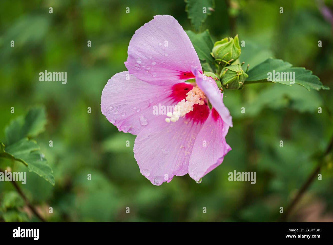 Rose von Sharon Strauch, Althea, Hibiscus syriacus, Minerva Althea, Hibiscus syriacus "Minerva" in voller Blüte mit Knospen. USA Stockfoto