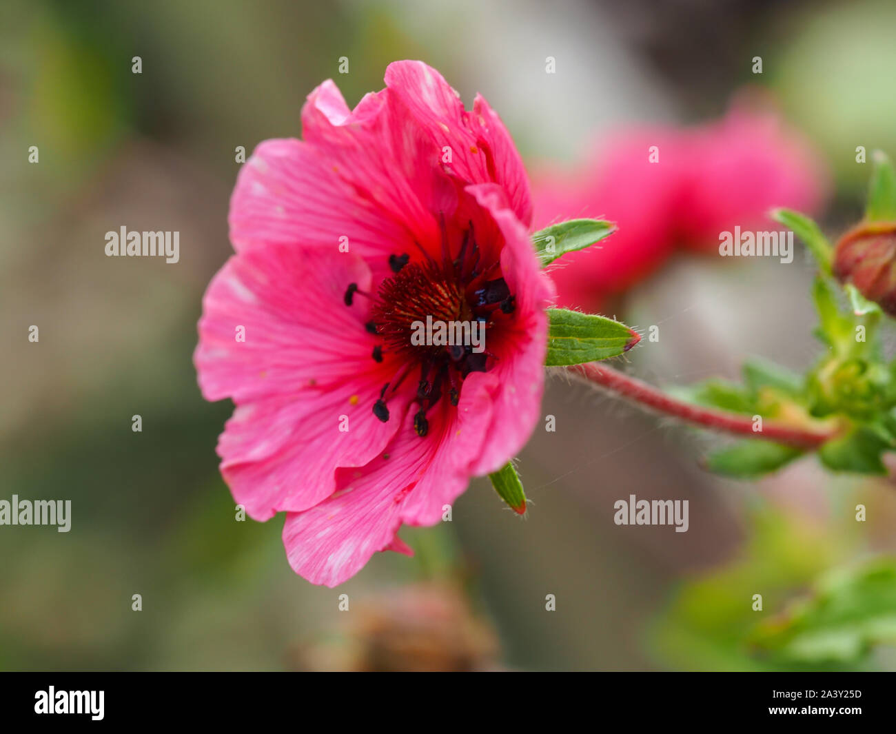 Schöne rosa Blüte von Potentilla nepalensis, Sorte 'Miss Willmott' Stockfoto