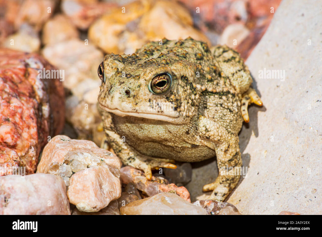 Kleine Jungen Woodhouse Kröte kaum zwei Zentimeter in der Länge liegt in sandigen Bereich nahe Osten Plum Creek, Castle Rock Colorado USA. Foto im September getroffen. Stockfoto