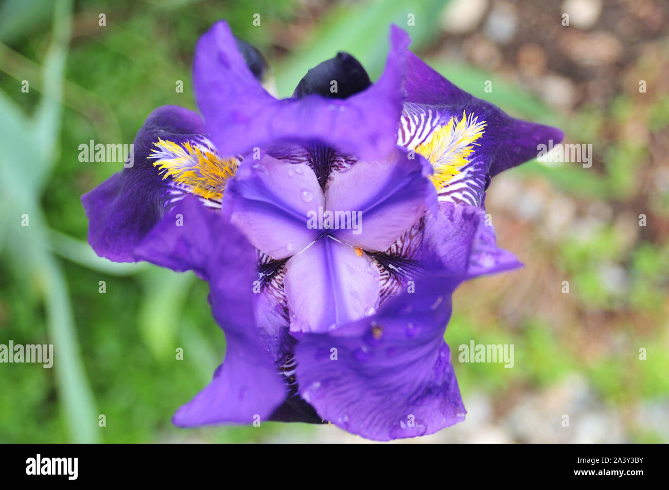 Lonely weiss und lila Bruteier iris mitten auf einem Feld symbolisiert die Weisheit und den Mut, seine Beredsamkeit in einer Enthüllung Intimität Atmosphäre Stockfoto