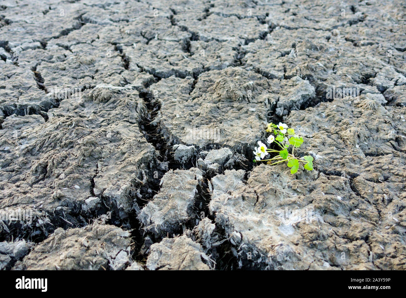 Gerissene Erde Trockenheit Pflanze Klimawandel Auswirkungen Wassermangel, globale Erwärmung trockene gerissene Erde Trockenheit trockene Erde trockener Boden trockener Lehmboden mit Rissen Stockfoto