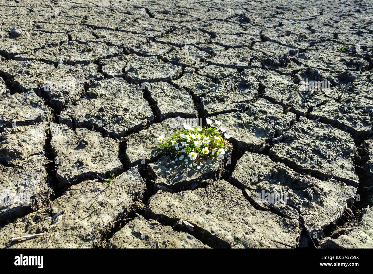 Risse in der Bodentrockenheit, Pflanzenwechsel Klimaauswirkungen Mangel an Wasserszene Globale Erwärmung Blumenpflanze in ausgetrocknetem Schlamm Stockfoto