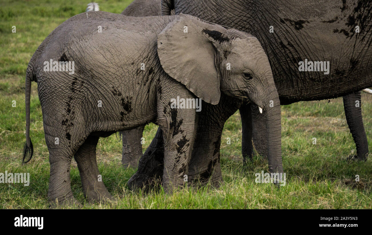 Baby Elefant mit seiner Mutter in Kenia Ambosseli Wildlife Park Stockfoto