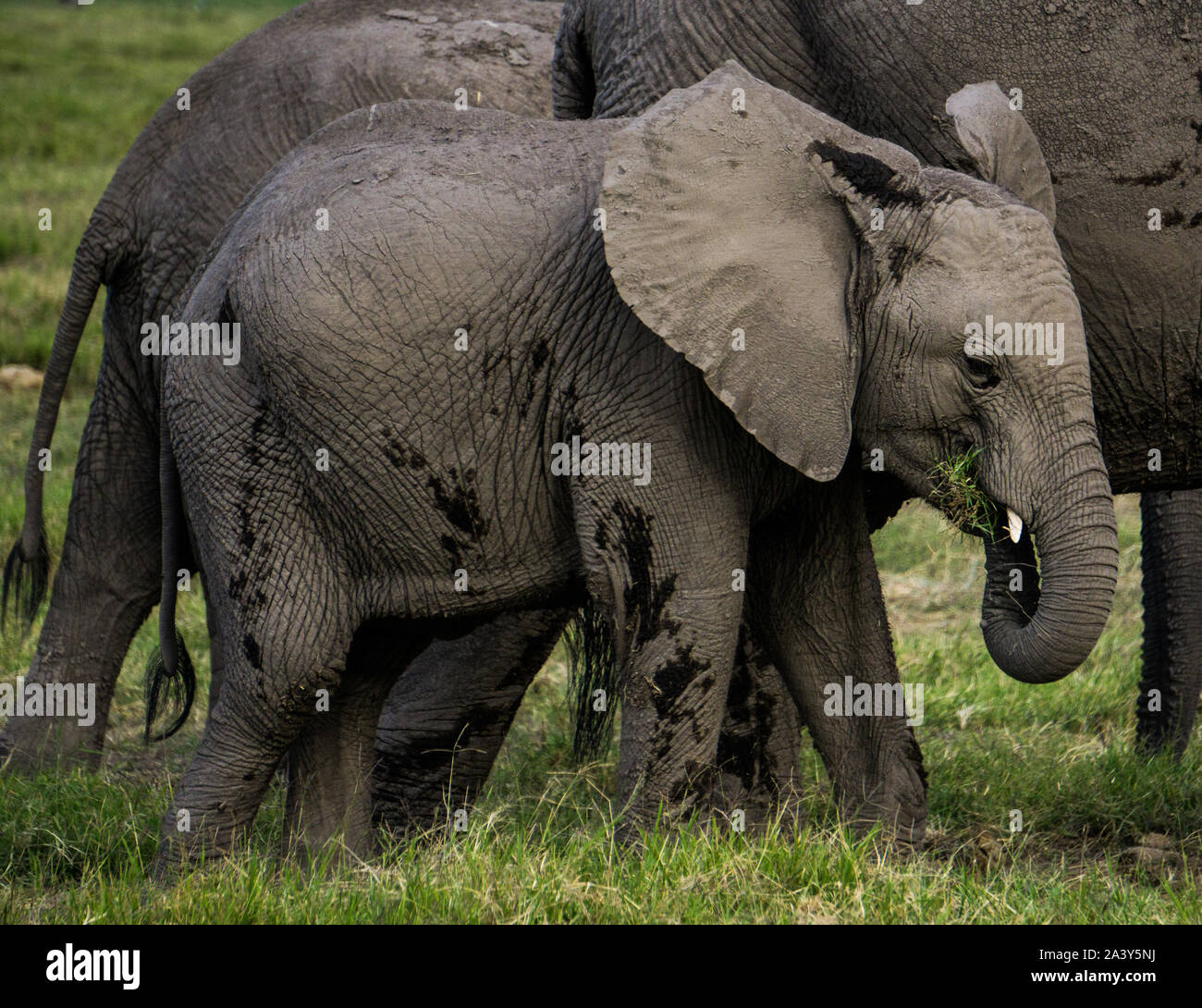 Baby Elefant mit seiner Mutter in Kenia Ambosseli Wildlife Park Stockfoto