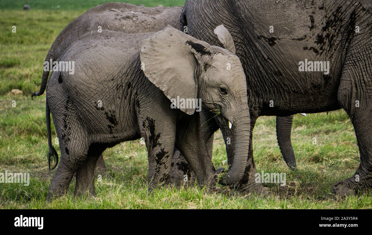 Baby Elefant mit seiner Mutter in Kenia Ambosseli Wildlife Park Stockfoto