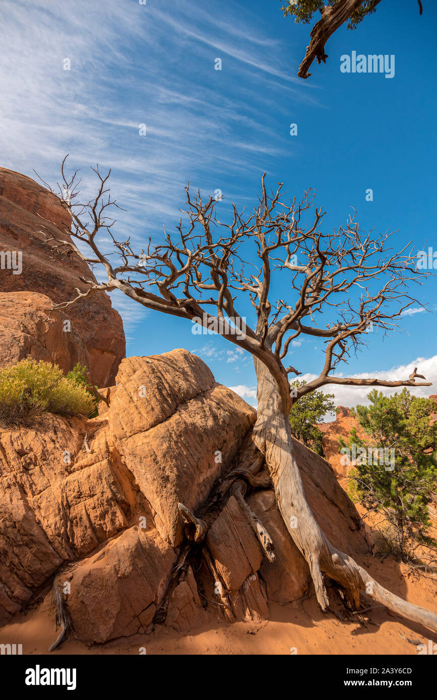 Trockenen Baum in einer lebensfeindlichen Landschaft, Arches National Park, Utah/USA Stockfoto
