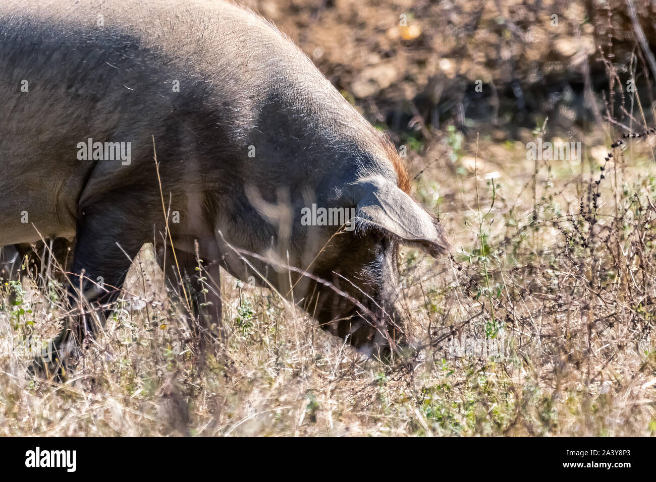 Iberischen Schwein in Jabugo Dorf in den Bergen von Aracena, Huelva, Spanien Stockfoto