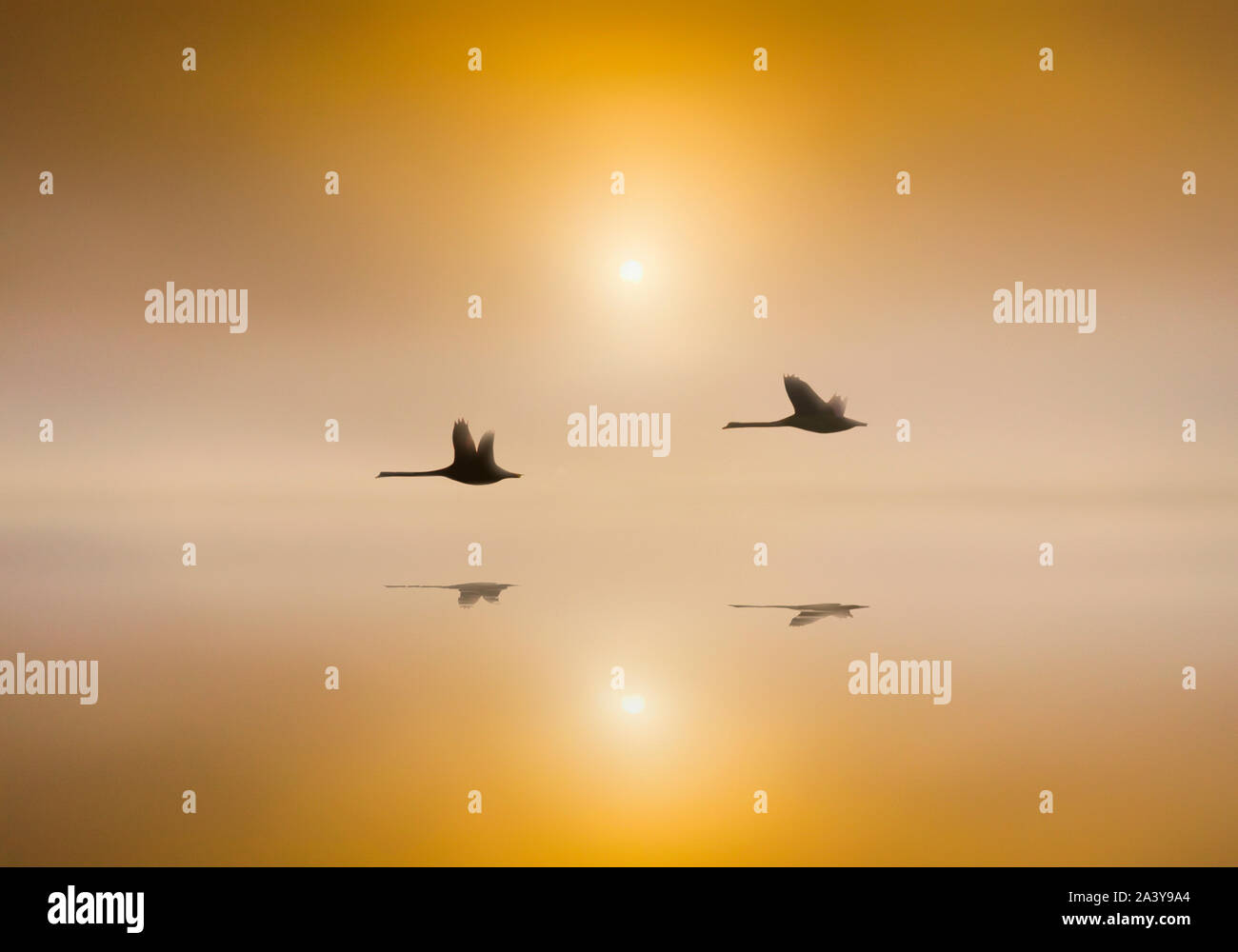 Höckerschwäne über den Fluss bei Sonnenaufgang Stockfoto