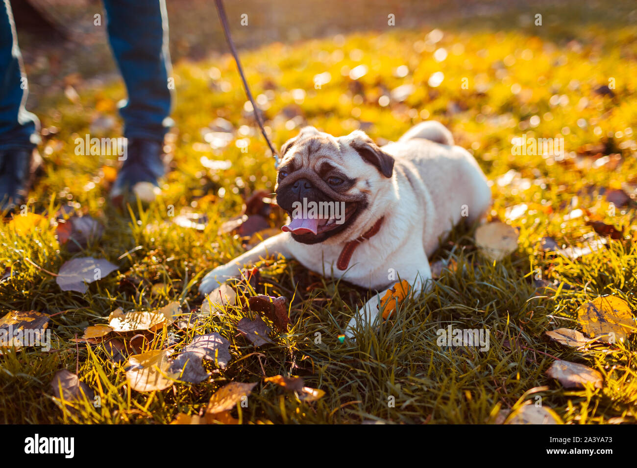 Man Walking mops Hund im Herbst Park. Happy puppy sitzen auf Gras durch die Beine des Mannes. Hund ruhen Stockfoto