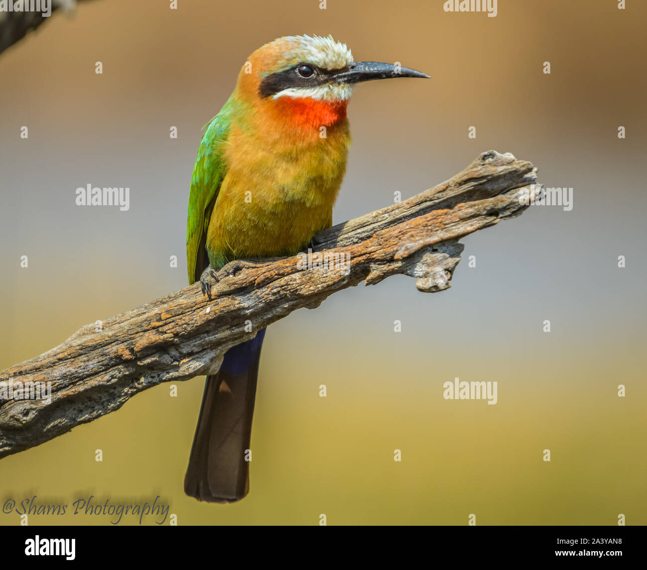 Schöne bee eater Vogel auf einem Baum in Pilanesberg National Park Südafrika während einer Safari Stockfoto