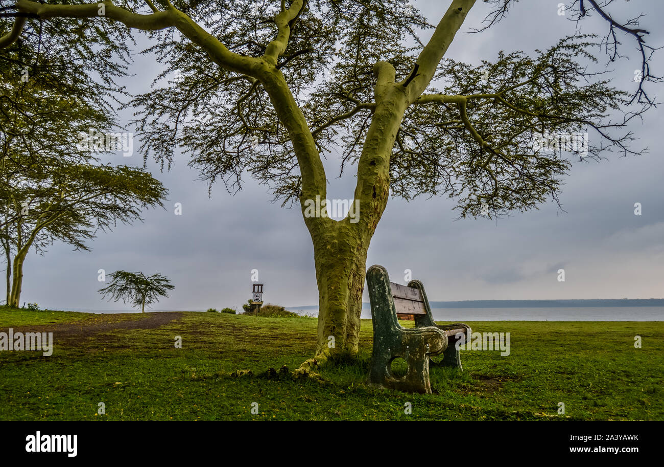 Grün und isolierten False Bay Park in Isimangaliso wetlands in KZNSouth Afrika Stockfoto