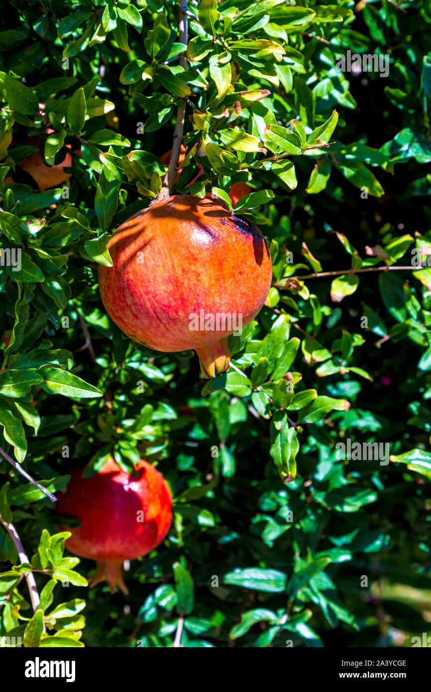 Nahaufnahme der Granatapfel Obst in der Türkei wachsenden Stockfoto
