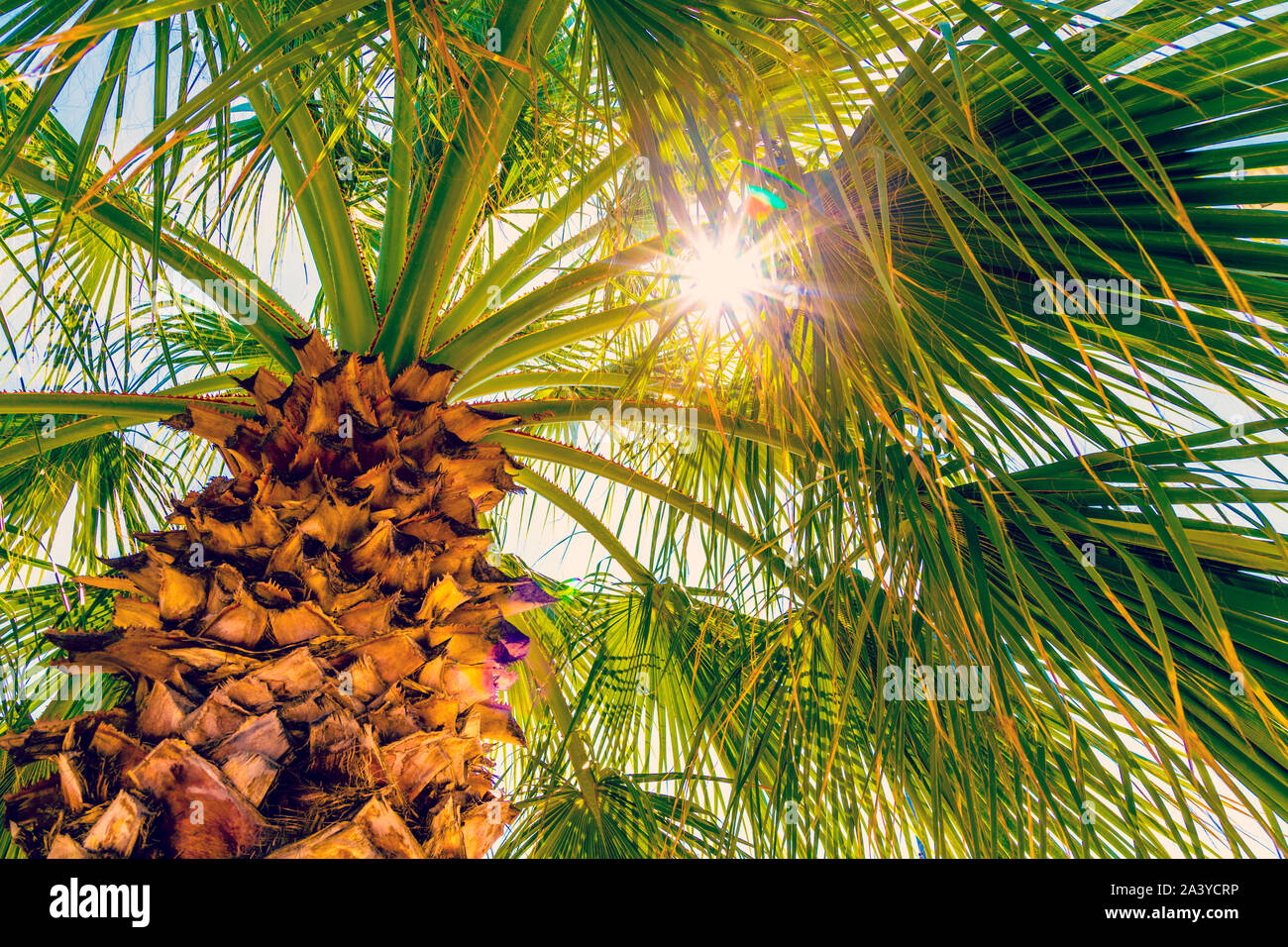 Sonnenstrahlen durch Palm Blätter glänzend, Palme und Sonne Stockfoto